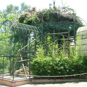 Langur Exhibit at Lisbon Zoo, 24/05/11