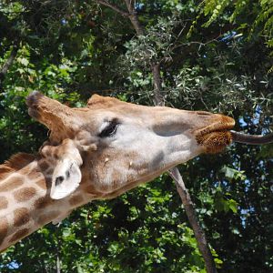 Angolan Giraffe (with Tongue) at Lisbon Zoo, 24/05/11