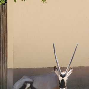 Gemsbok at Lisbon Zoo, 24/05/11
