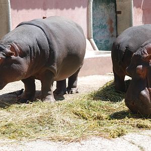 Common Hippos at Lisbon Zoo, 24/05/11