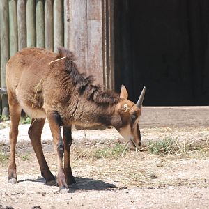 Young Sable Antelope at Lisbon Zoo, 24/05/11