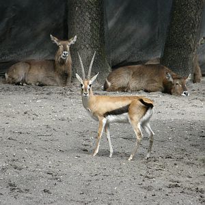 thompsons gazelle