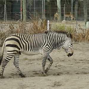 mountain zebra