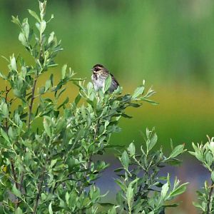 REED BUNTING
