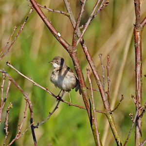 MALE WHITETHROAT