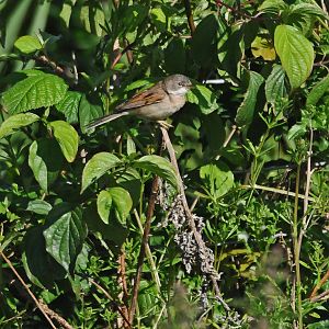 MALE WHITETHROAT