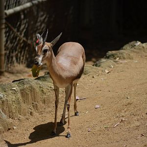 Spekes Gazelle