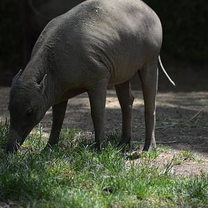 Babirusa