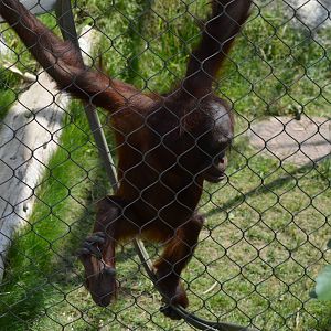 Bornean Orangutan