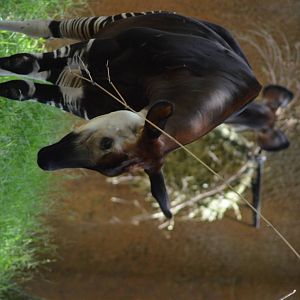 Okapi