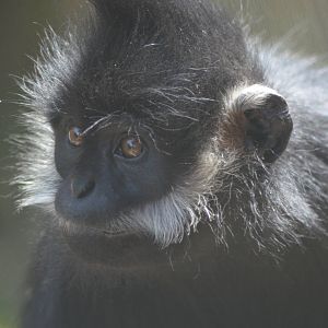 Francois' Langur