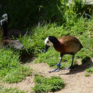 White-faced Whistling Ducks