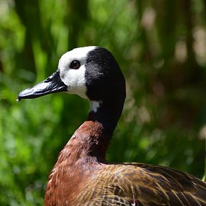 White-faced Whistling Duck