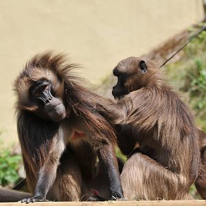 GELADA BABOON