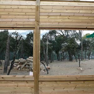 African wild dog exhibit