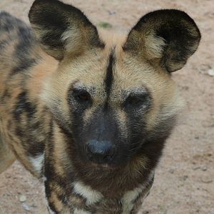 African wild dog (Lycaon pictus)