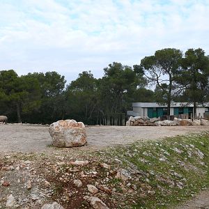 White rhinos exhibit
