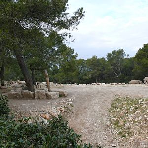 White rhinos exhibit