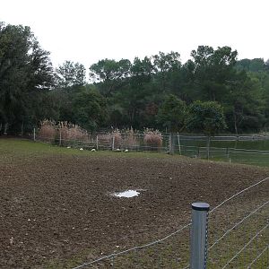 Asian exhibit (Bantengs and hog deers)