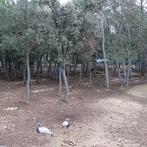 Asian exhibit (Bantengs and hog deers)