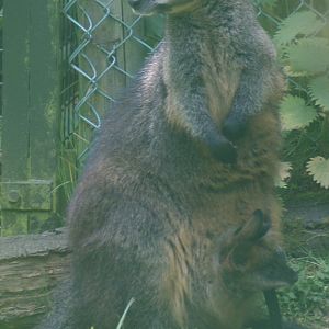 Edinburgh Zoo - swamp wallaby- mum and baby
