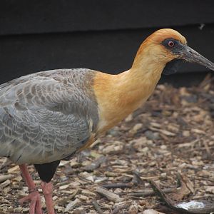 Black-faced ibis