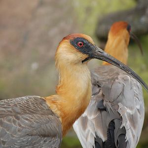 Buff-necked ibis