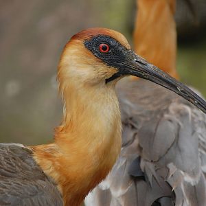 Buff-necked ibis