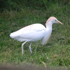 Western cattle egret