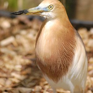 Javan pond-heron