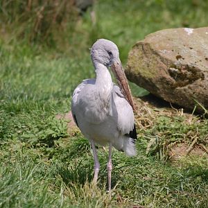 Asian open-billed stork