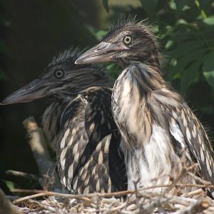 Young Black-crowned Night Heron in Nest