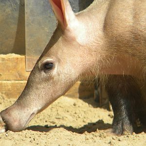 Aardvark at Blackpool Zoo 30/05/11