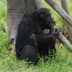 Chimpanzee