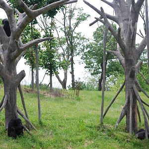 Chimpanzee at Harambe