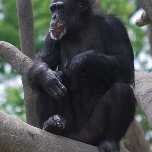 Chimpanzee