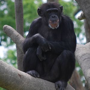Chimpanzee relaxing in the summer sun