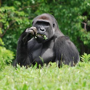 Gorilla