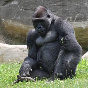 Gorilla