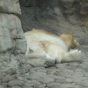 Nanooka,female polar bear Chapultepec Zoo, 1981 - 2013