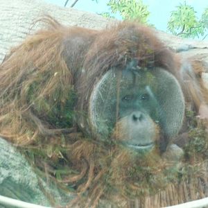 toto male hybrid orangutan chapultepec zoo