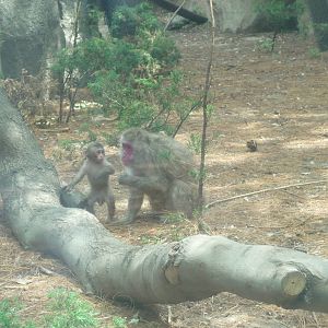 japanese macaque female and young chapultepec zoo