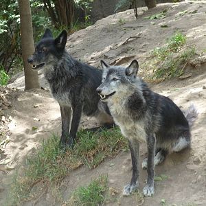 canadian timber wolves chapultepec zoo