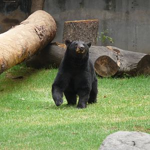 american black bear chapultepec zoo