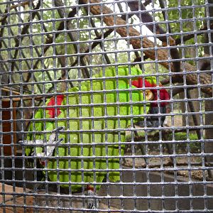 thick billed parrot chapultepec zoo