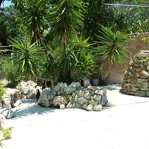 Penguin Exhibit at Lisbon Zoo, 24/05/11