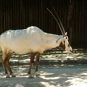 Arabian Oryx at Lisbon Zoo, 24/05/11