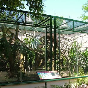 Pied Tamarin Exhibit at Lisbon Zoo, 24/05/11