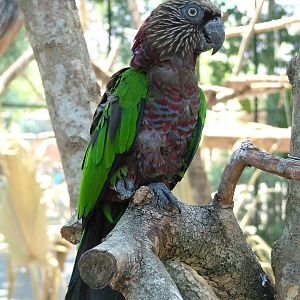Southern Hawk-headed Parrot at Lisbon Zoo, 24/05/11