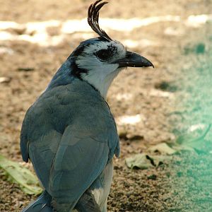 White-throated Magpie Jay at Lisbon Zoo, 24/05/11